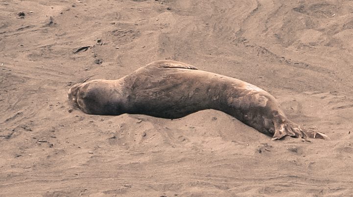 Elephant Seal Pup, Las Piedras Blancas, CA